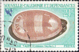 Nle-Calédonie Poste Obl Yv: 371 Mi:487 Porcelaine Taupe Cypraea Talpa L (cachet Rond) (Thème) - Conchiglie