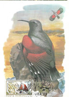 Rumania - Maximum Card 1985 :   Wallcreeper  -  Tichodroma Muraria - Sperlingsvögel & Singvögel