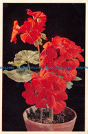 R137793 Scarlet Geranium Latin Name. Dixon. 1954 - World