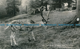 R137891 Deer In Knole Park. Sevenoaks. Frith - World