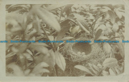 R137904 Old Postcard. Birds Nest. 1912 - World