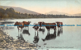 R137916 Dairy Cows Near Luss. Loch Lomond. Wildt And Kray. Series No. 1151 - World