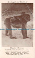 R137918 Greetings From The Rock. Gibraltar Monkeys. Female Monkey And Her Baby. - World