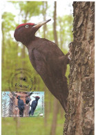 Moldova - Maximum Card 2018 :   Black Woodpecker  -  Dryocopus Martius - Piciformes (pájaros Carpinteros)