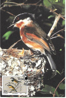 Venda (South Africa) - Maximum Card 1991 : Cape Batis  -  Batis Capensis - Pájaros Cantores (Passeri)