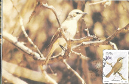 South West Africa (SWA) - Maximum Card 1988 : Herero Chat  -  Namibornis Herero - Pájaros Cantores (Passeri)