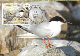 Benin - Maximum Card 1989 :  Roseate Tern  -  Sterna Dougallii - Seagulls