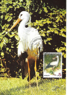 Bulgaria - Maximum Card 1987 : White Stork  -  Ciconia Ciconia - Ooievaars