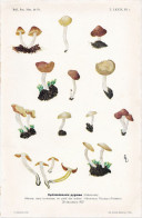 Planche Champignon Issue Du Bulletin De La Société Mycologique De France Entre 1960 Et 1964 - Zonder Classificatie