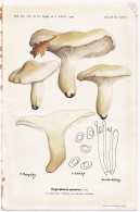 Planche Champignon Issue Du Bulletin De La Société Mycologique De France Entre 1960 Et 1964 Hygrophore Penarius - Ohne Zuordnung