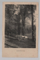 CPA - 81 - Lacaune - Attelage De Boeufs Dans Un Chemin Forestier - Peu Courante - Circulée En 1926 - Autres & Non Classés