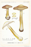 Planche Champignon Issue Du Bulletin De La Société Mycologique De France Entre 1960 Et 1964 Cortinarius Evosmus - Zonder Classificatie