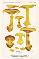 Planche Champignon Issue Du Bulletin De La Société Mycologique De France Entre 1960 Et 1964 Cortinarius Lutescens - Ohne Zuordnung