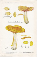 Planche Champignon Issue Du Bulletin De La Société Mycologique De France Entre 1960 Et 1964 Différents Cortinaires - Unclassified