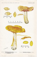 Planche Champignon Issue Du Bulletin De La Société Mycologique De France Entre 1960 Et 1964 Différents Cortinaires - Ohne Zuordnung