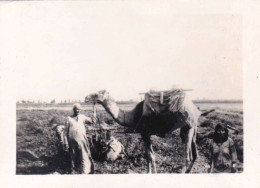 Photo Originale  - Egypte - Proche LE CAIRE 1932 - Egyptien Et Son Chameau - Orte