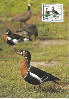 DDR (East Germany) - Maximum Card 1985 :   Red-breasted Goose  -  Branta Ruficollis - Oies