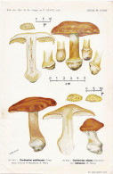 Planche Champignon Issue Du Bulletin De La Société Mycologique De France Entre 1960 Et 1964 Différents Cortinaires - Non Classés