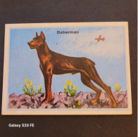 Chromos  ** Bon Point  ** Animaux  ** Chien  ** Doberman - Other & Unclassified