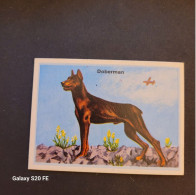 Chromos  ** Bon Point  ** Animaux  ** Chien  ** Doberman - Altri & Non Classificati