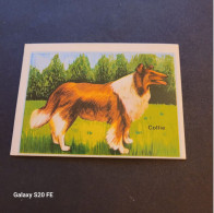 Chromos  ** Bon Point  ** Animaux  ** Chien  **  Collie - Other & Unclassified
