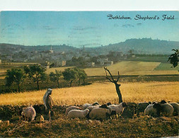 Animaux - Moutons - Israel - Bethlehem - Sheperd's Field - CPM - Voir Scans Recto-Verso - Andere & Zonder Classificatie