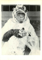 Animaux - Singes - Chimpanzé En Robe De Mariée - Animaux Humoristique - Humour - Carte Neuve - CPM - Voir Scans Recto-Ve - Singes