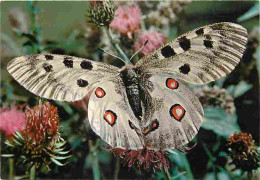 Animaux - Papillons - Apollon - Fleurs - CPM - Voir Scans Recto-Verso - Butterflies