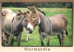 Animaux - Anes - Normandie - Anes Du Cotentin - Donkeys - Burros - Esel - Asini - CPM - Carte Neuve - Voir Scans Recto-V - Ezels