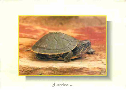 Animaux - Tortues - CPM - Voir Scans Recto-Verso - Tortugas