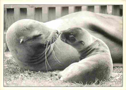 Animaux - Lions De Mer - CPM - Voir Scans Recto-Verso - Andere & Zonder Classificatie