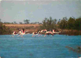 Animaux - Oiseaux - Camargue - Vol De Flamants Roses - CPM - Voir Scans Recto-Verso - Birds