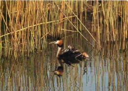 Animaux - Oiseaux - Grèbe Huppé - CPM - Voir Scans Recto-Verso - Vogels