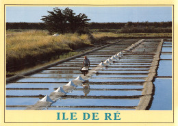 17-ILE DE RE-N°T2686-A/0035 - Ile De Ré