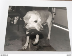 Photo AFP - 24cmX17,5cm  - Le Perthus En 1994 - Chien Labrador Recherche Cannabis ... Lot405 . - Autres & Non Classés