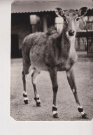 Giardino Zoologico Di Roma - Cartolina Tematica Animali - Antilope Nilgau - N V Difetto Angoli - Otros & Sin Clasificación