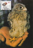 Owl, Owls, Eagle-owl, Hibou Grand-duc, Buho, Rapace ,GERMANY- 1981 Carte Maximum Card ,CM,MAXI CARD - Owls