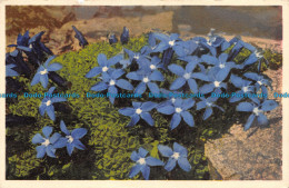 R139330 No. 306. Bavarian Gentian. Stehli - Wereld