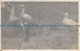 R138505 Ducks. Old Photography. Postcard. 1930 - Mundo