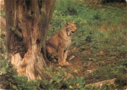 Animaux - Fauves - Lynx - CPM - Voir Scans Recto-Verso - Other & Unclassified