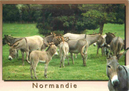 Animaux - Anes - Normandie - Anes Du Cotentin - Donkeys - Burros - Esel - Asini - CPM - Carte Neuve - Voir Scans Recto-V - Anes