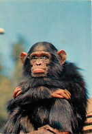 Animaux - Singes - Faune Africaine - Chimpanzé - CPM - Voir Scans Recto-Verso - Monkeys