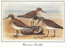 Animaux - Oiseaux - Art - Dessin - Peinture - Oiseaux De Mer - Bécasseux Variables - CPM - Voir Scans Recto-Verso - Birds