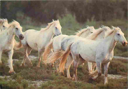 Animaux - Chevaux - Camargue - Chevaux En Liberté - CPM - Voir Scans Recto-Verso - Chevaux