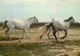 Animaux - Chevaux - Camargue - Chevaux Camarguais Au Galop - Voir Scans Recto Verso  - Horses