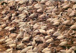 Animaux - Oiseaux - Colonie De Fous De Bassan - CPM - Voir Scans Recto-Verso - Vogels