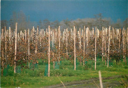 Pays-Bas - Nederland - De Betuwe - Tricht - CPM - Voir Scans Recto-Verso - Weert