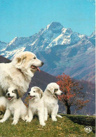 Chiens - CPM - Voir Scans Recto-Verso - Dogs