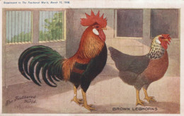 AFLYDON ILLUSTRATEUR POULE ET COQ BROWN LEGHORNS THE FEATHERED WORLD CPA BON ETAT - Autres & Non Classés