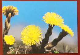 FARFARA (Tussilago Farfara) - Pianta (c939) - Heilpflanzen